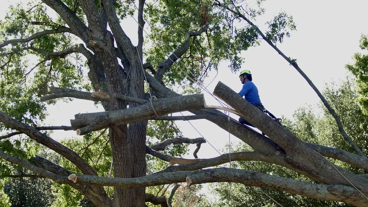 Professional Crown Thinning performed by certified arborists in Mc Comb